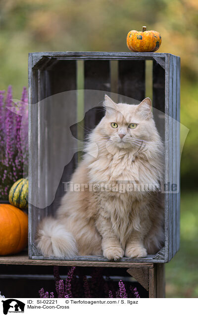 Maine-Coon-Mischling / Maine-Coon-Cross / SI-02221