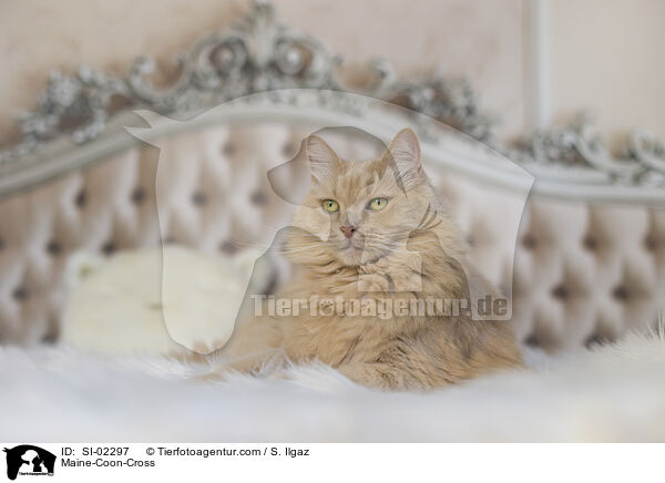 Maine-Coon-Mischling / Maine-Coon-Cross / SI-02297