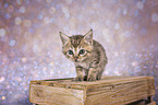 European-Shorthair-Cross Kitten