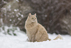 Maine-Coon-Cross in the snow