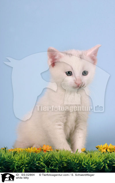 white kitty / SS-02864