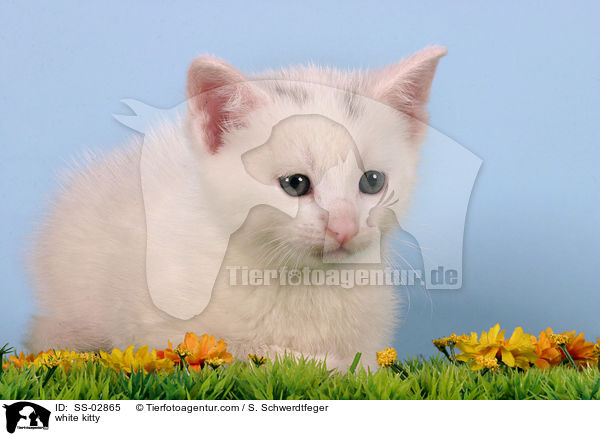 white kitty / SS-02865