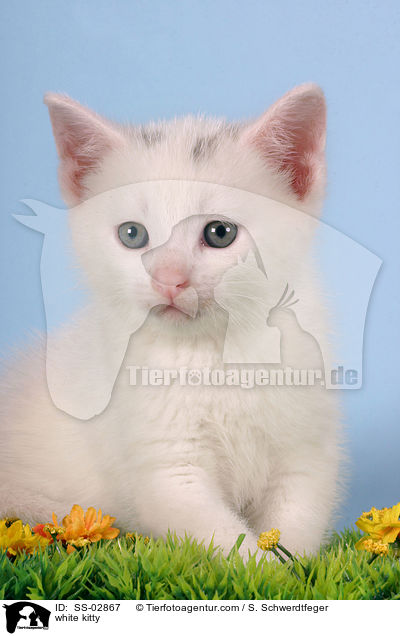 white kitty / SS-02867