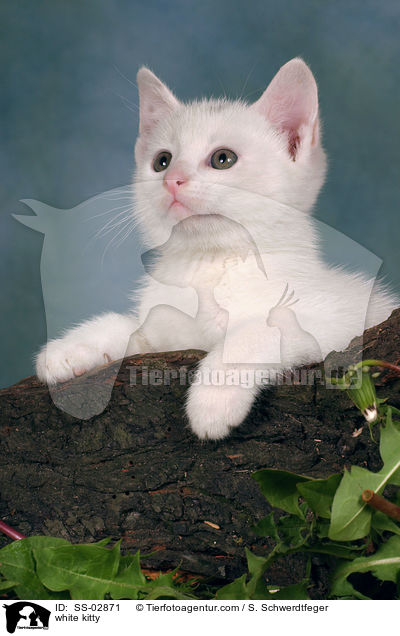 white kitty / SS-02871