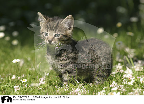 kitten in the garden / RR-07305