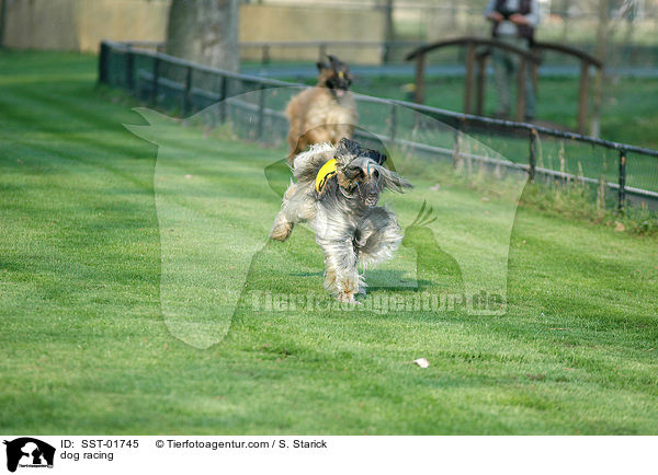 dog racing / SST-01745