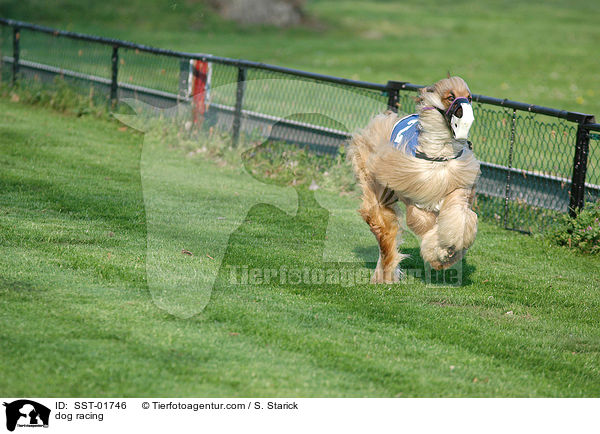 dog racing / SST-01746