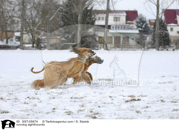 running sighthounds / SST-05674