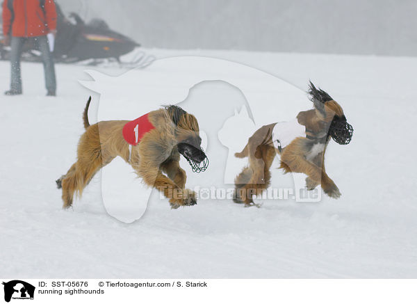 running sighthounds / SST-05676