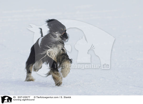 running sighthound / SST-05677