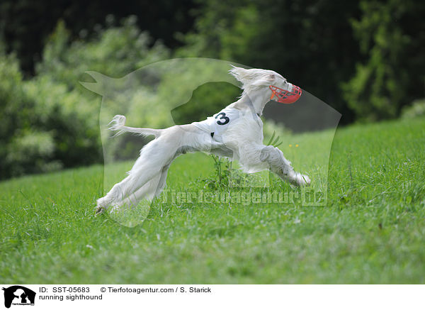 running sighthound / SST-05683