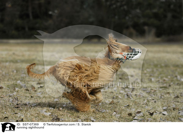 running sighthound / SST-07369