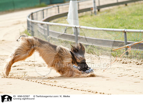 running sighthound / KMI-02567