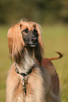 sighthound portrait