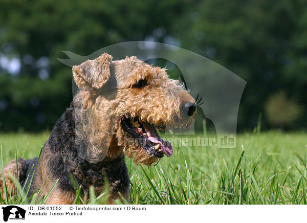Airedale Terrier Portrait / DB-01052