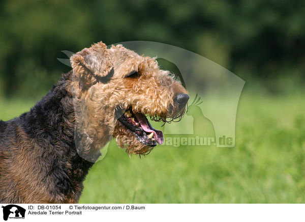 Airedale Terrier Portrait / DB-01054