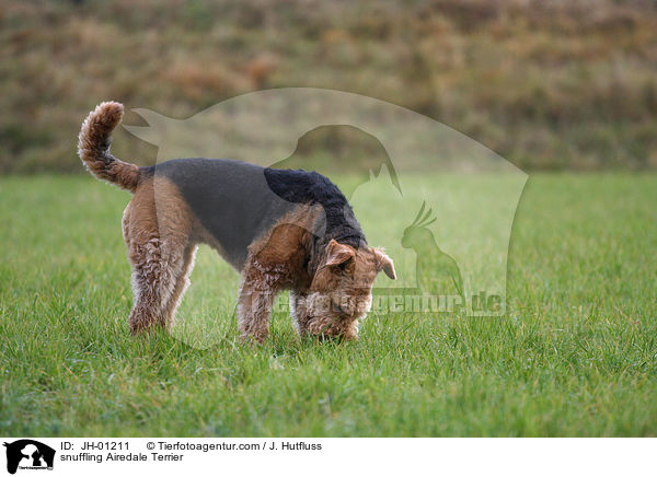 snuffling Airedale Terrier / JH-01211