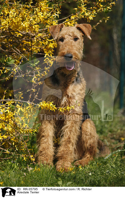 Airedale Terrier / RR-35795