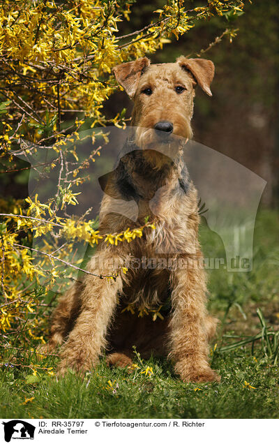 Airedale Terrier / RR-35797