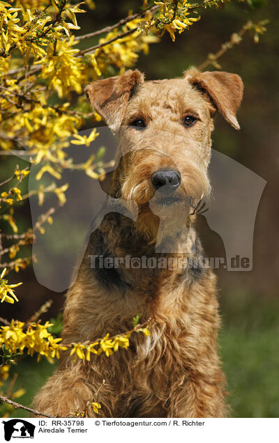 Airedale Terrier / RR-35798