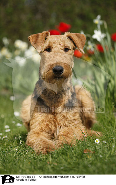 Airedale Terrier / RR-35811
