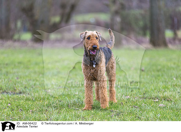 Airedale Terrier / AM-06422