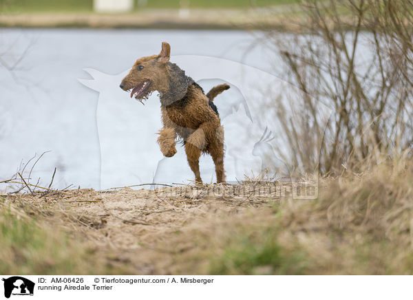 running Airedale Terrier / AM-06426