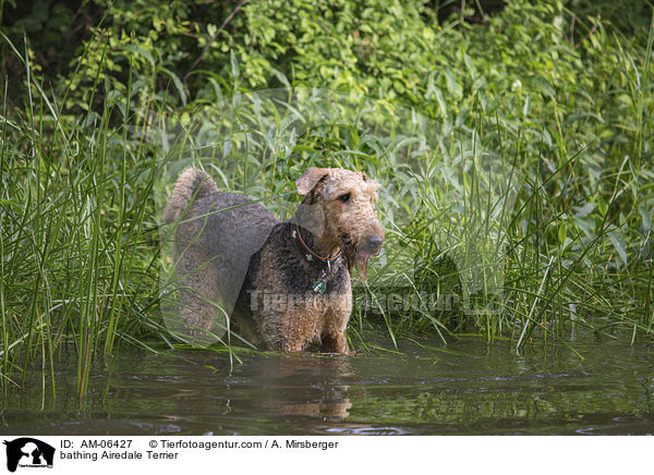 bathing Airedale Terrier / AM-06427