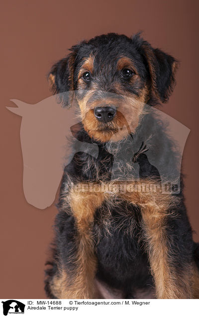 Airedale Terrier puppy / MW-14688