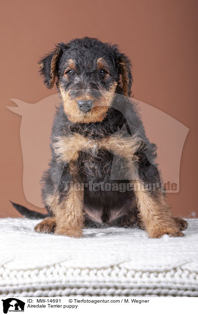 Airedale Terrier puppy / MW-14691