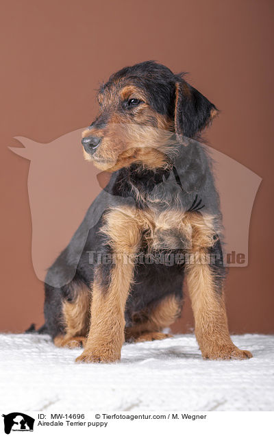 Airedale Terrier puppy / MW-14696