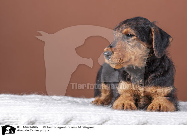Airedale Terrier puppy / MW-14697