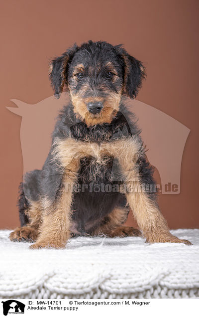 Airedale Terrier puppy / MW-14701