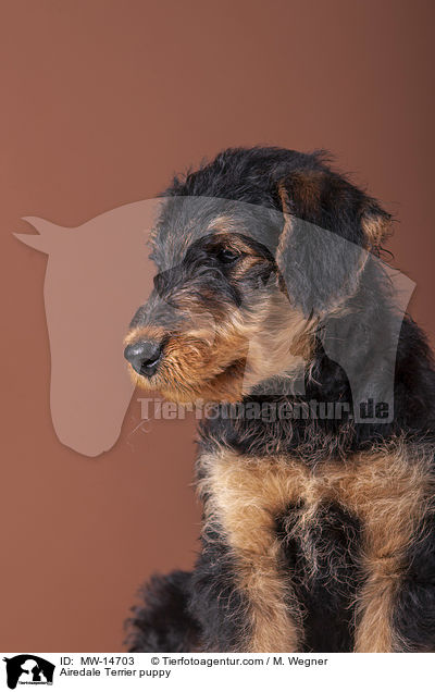 Airedale Terrier puppy / MW-14703