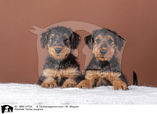 Airedale Terrier puppies / MW-14704