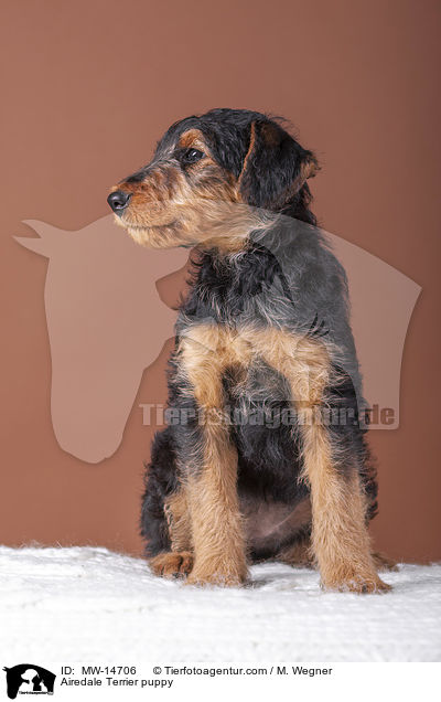 Airedale Terrier puppy / MW-14706