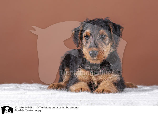 Airedale Terrier puppy / MW-14708