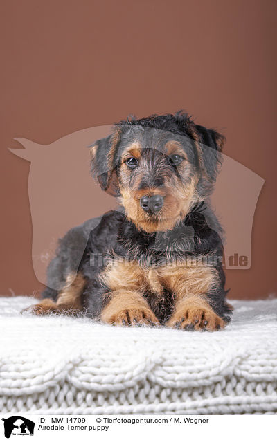 Airedale Terrier puppy / MW-14709