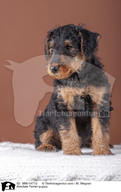 Airedale Terrier puppy / MW-14712