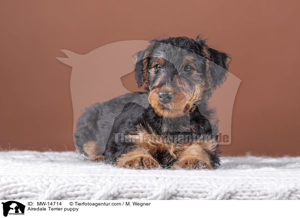 Airedale Terrier puppy / MW-14714