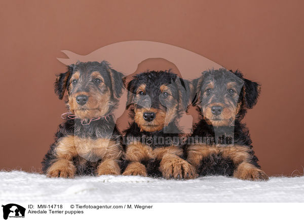 Airedale Terrier puppies / MW-14718