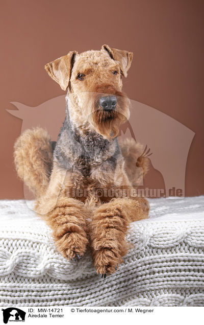 Airedale Terrier / MW-14721