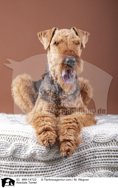 Airedale Terrier / MW-14722