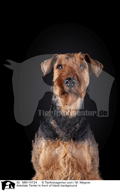 Airedale Terrier in front of black background / MW-14724