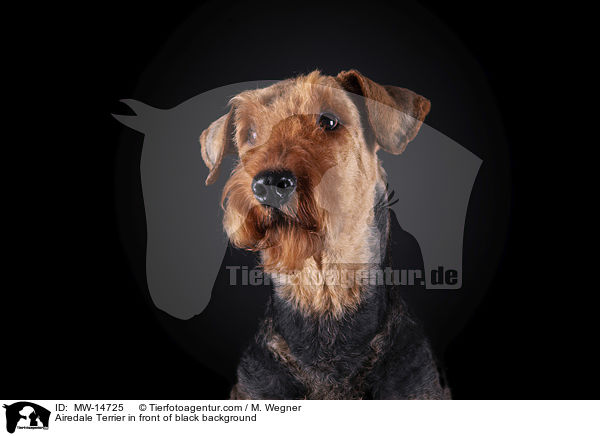 Airedale Terrier in front of black background / MW-14725