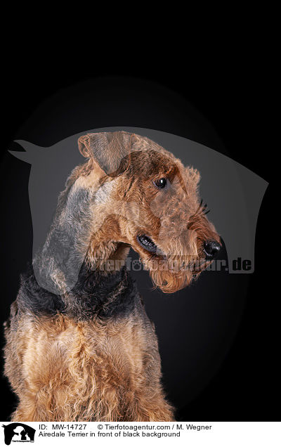 Airedale Terrier in front of black background / MW-14727