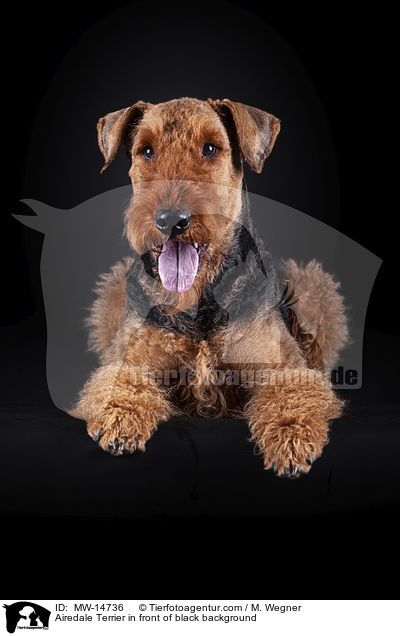 Airedale Terrier in front of black background / MW-14736