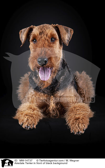 Airedale Terrier in front of black background / MW-14737