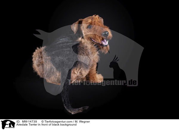 Airedale Terrier in front of black background / MW-14739