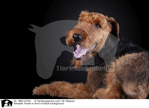 Airedale Terrier in front of black background / MW-14740